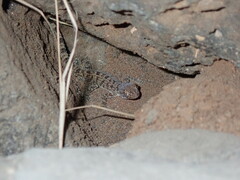 Cyrtopodion scabrum
