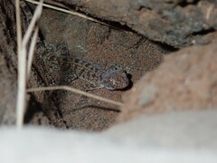 Cyrtopodion scabrum