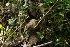 Thamnophilus atrinucha