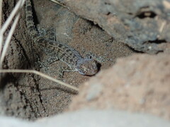Cyrtopodion scabrum