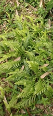 Phegopteris decursive-pinnata