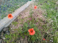 Papaver dubium
