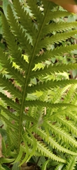 Phegopteris decursive-pinnata