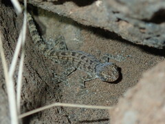 Cyrtopodion scabrum
