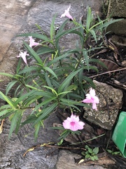 Ruellia simplex