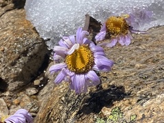 Brachyscome spathulata