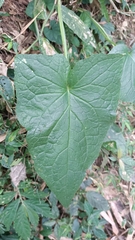 Notoseris melanantha