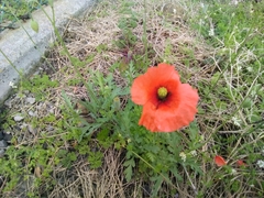 Papaver dubium