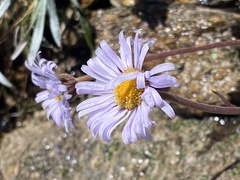 Brachyscome spathulata