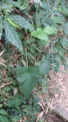 Notoseris melanantha
