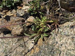 Brachyscome spathulata