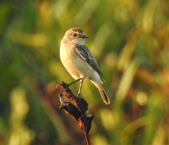 Saxicola maurus