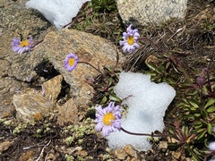 Brachyscome spathulata