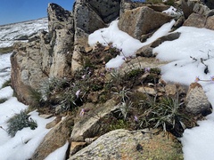 Brachyscome spathulata