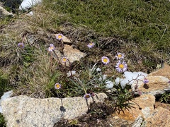 Brachyscome spathulata