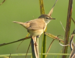 Acrocephalus agricola