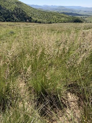 Eragrostis gummiflua