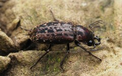 Mitophyllus