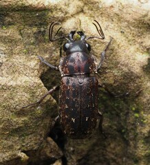 Mitophyllus