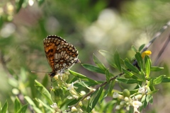 Melitaea celadussa