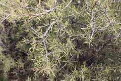 Rhamnus lycioides