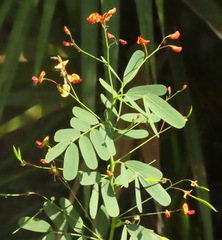 Sesbania vesicaria