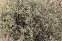 Rhamnus lycioides