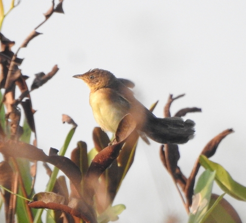 Broad-tailed Grassbird (Schoenicola platyurus), photo 10