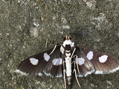 Desmia funeralis