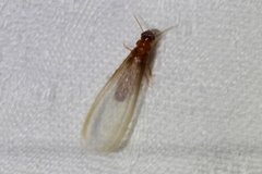 Kalotermitidae