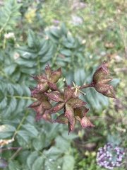 Dictamnus angustifolius