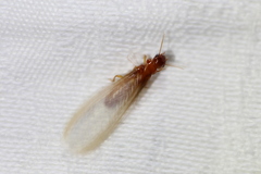 Kalotermitidae