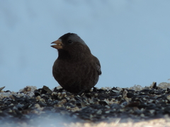 Leucosticte tephrocotis