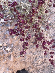 Salsoleae