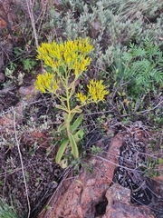 Kalanchoe paniculata