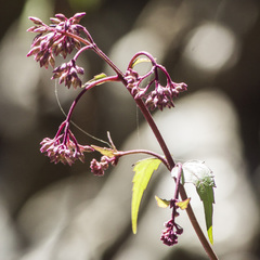 Eupatorium tashiroi