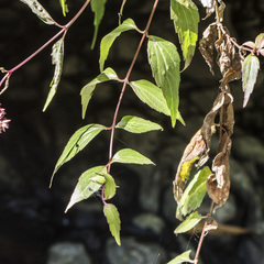 Eupatorium tashiroi