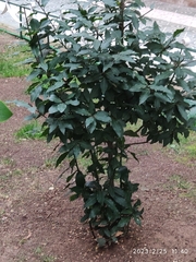Laurus nobilis