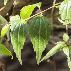 Eupatorium tashiroi