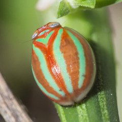 Hemisphaerius formosus