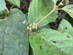Callicarpa formosana formosana