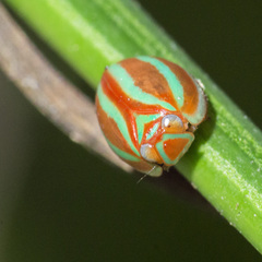 Hemisphaerius formosus