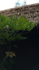 Fatsia japonica