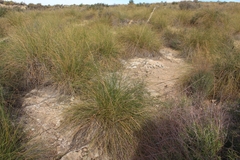 Macrochloa tenacissima