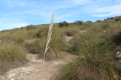 Macrochloa tenacissima