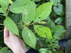 Callicarpa formosana formosana