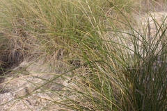 Macrochloa tenacissima