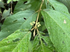 Callicarpa formosana formosana