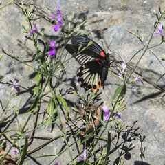 Papilio memnon heronus