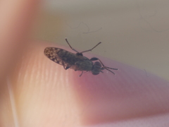 Pherbellia schoenherri